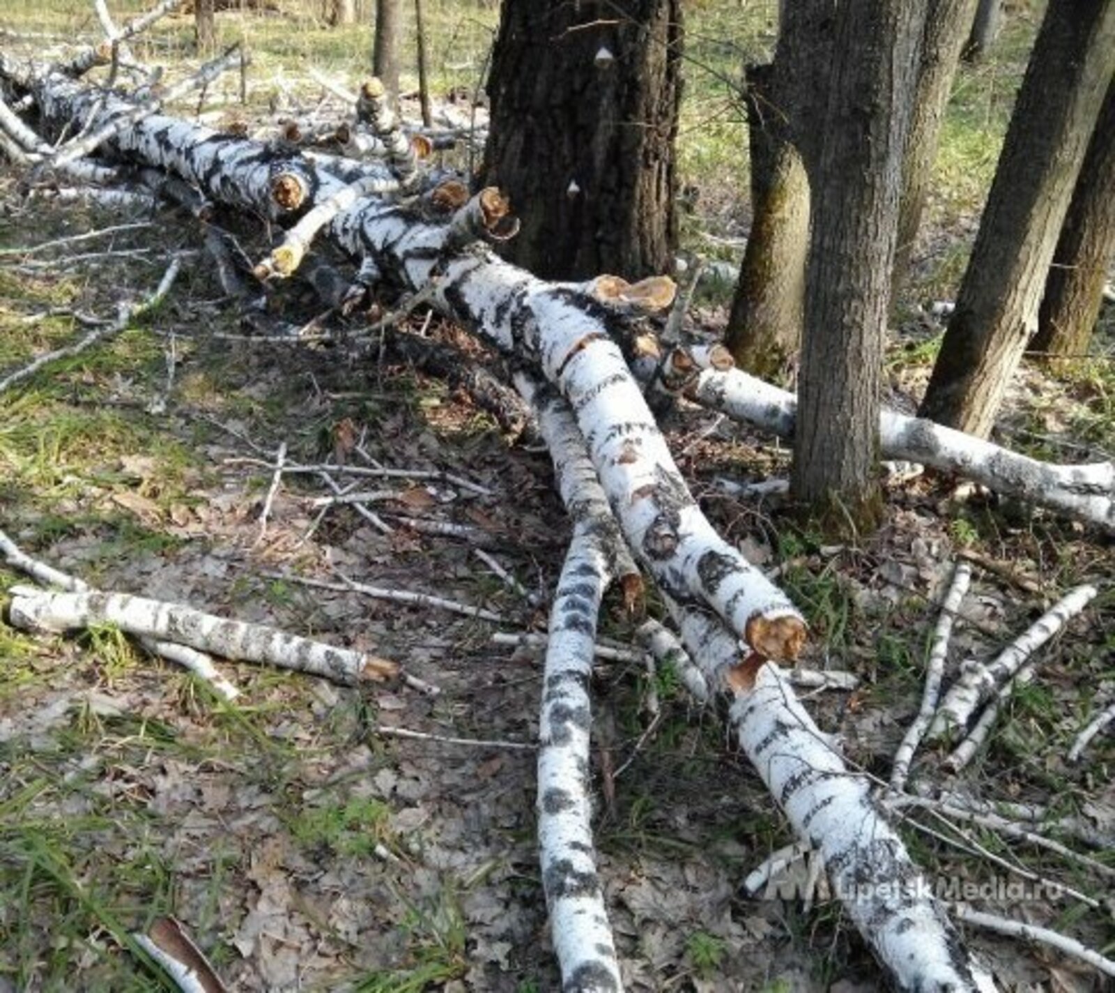 Валежник В Лесу Фото